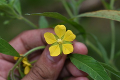 Ludwigia leptocarpa