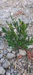 Cneorum tricoccon