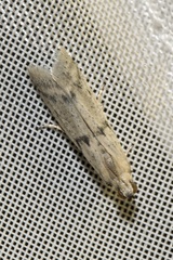 Homoeosoma nebulella