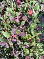 Loropetalum