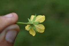 Ludwigia leptocarpa