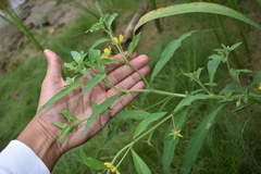 Ludwigia leptocarpa