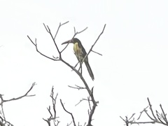 Pteroglossus inscriptus