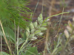 Lupinus diffusus
