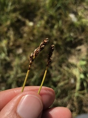 Carex simpliciuscula