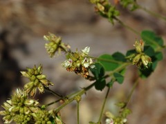 Lespedeza hirta