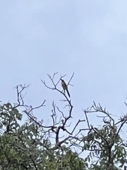 Pteroglossus inscriptus