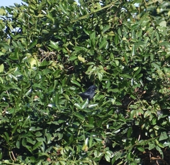 Melaenornis pammelaina