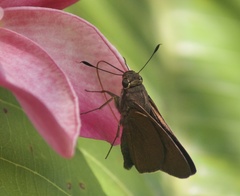 Asbolis capucinus