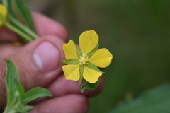 Ludwigia leptocarpa