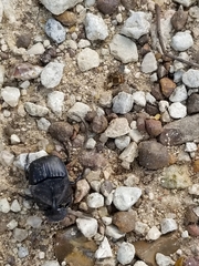 Phanaeus triangularis