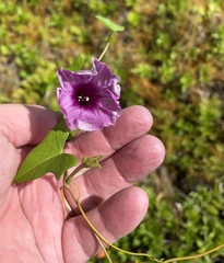 Ipomoea littoralis