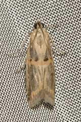 Psorosa dahliella