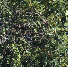 Melaenornis pammelaina