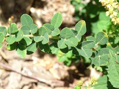 Lespedeza hirta