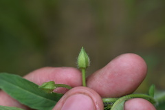 Ludwigia leptocarpa