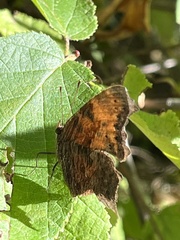 Polygonia progne