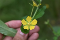 Ludwigia leptocarpa