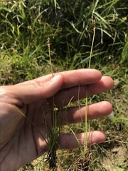 Carex simpliciuscula