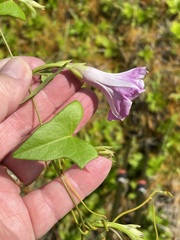 Ipomoea littoralis