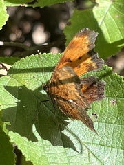 Polygonia progne