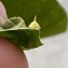 Caryomyia sanguinolenta