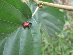 Apoderus coryli
