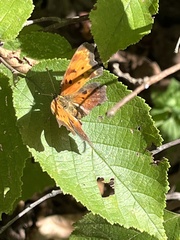 Polygonia progne