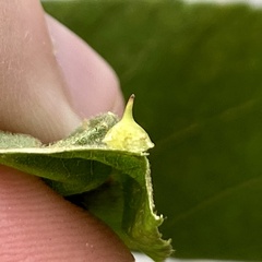 Caryomyia sanguinolenta