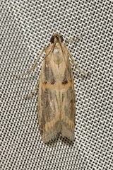Psorosa dahliella