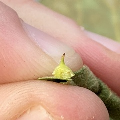 Caryomyia sanguinolenta