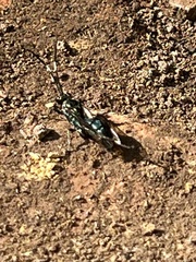 Ichneumon deliratorius