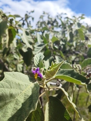 Solanum mitlense