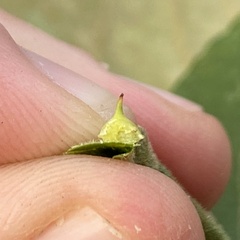 Caryomyia sanguinolenta