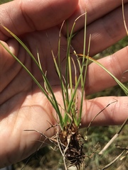 Carex simpliciuscula
