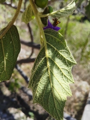 Solanum mitlense
