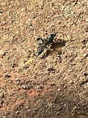 Ichneumon deliratorius