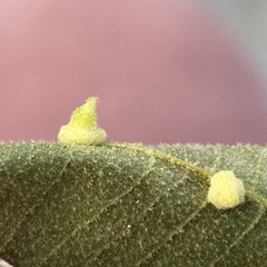 Caryomyia persicoides