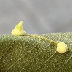 Caryomyia persicoides