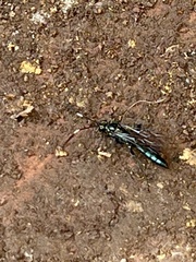 Ichneumon deliratorius