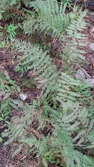 Amauropelta noveboracensis