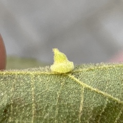 Caryomyia persicoides