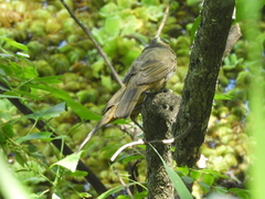 Saltator aurantiirostris