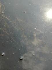 Potamogeton berchtoldii