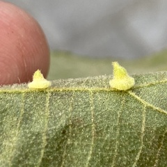 Caryomyia persicoides