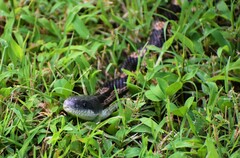 Pantherophis spiloides