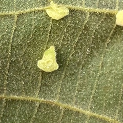 Caryomyia persicoides