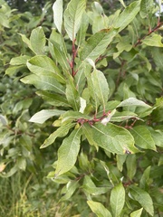 Salix bebbiana