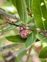 Disholandricus reniformis