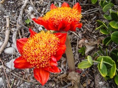 Haemanthus coccineus